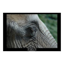 Elephant posters by sapientum Elephant posters