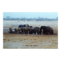 Elephant posters