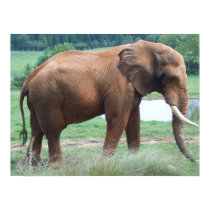 Elephant posters