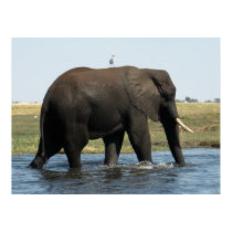 Elephant posters by krystlchndlr Elephant posters