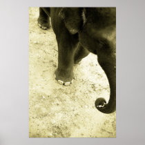 Elephant poster posters