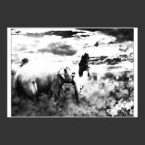 elephant posters