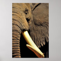 Elephant Print