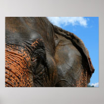 Elephant poster posters