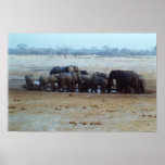 Elephant posters