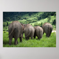 Elephant Poster & Canvas in color posters
