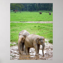 Elephant Poster in color posters