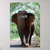 Elephant Poster in color posters