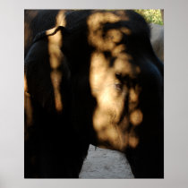 Elephant Poster in color posters