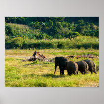 Elephant Poster in color posters