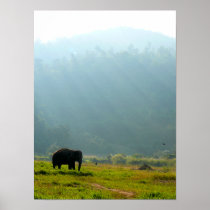 Elephant Poster in color posters