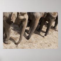 Elephant Poster in color posters