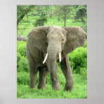 Elephant Posters posters
