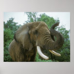 Elephant Posters posters