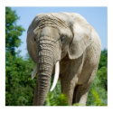 Elephant posters