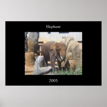 Elephant Print
