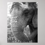 Elephant Print