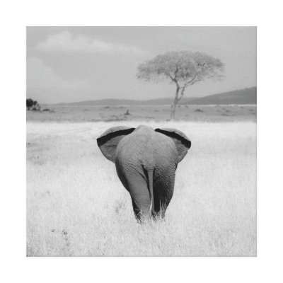 Elephant, rear view Wrapped Canvas Canvas Prints