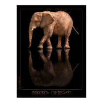 Elephant Reflection Poster posters