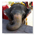 Elephant Ride posters by meikleman Elephant Ride posters