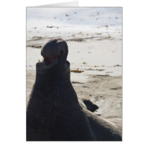Elephant Seal Greeting Cards