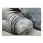 Elephant Seal Greeting Card