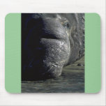 Elephant Seal Head, Frontal Mousepad