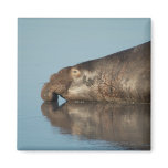 Elephant Seal magnets