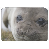 Elephant seal Mirounga leonina) cub in the iPad Air Cover at  Zazzle