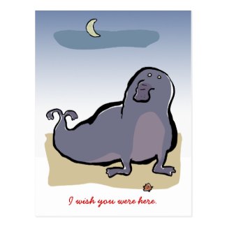 elephant seal