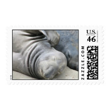 Elephant Seal Postage Stamp