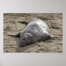 Elephant Seal Print