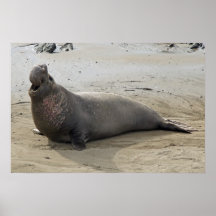 Elephant Seal Print