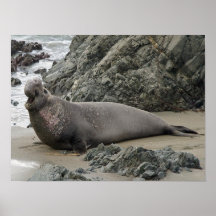 Elephant Seal Print