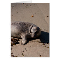 Elephant Seal Pup
