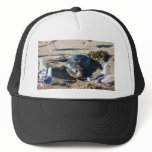 Elephant Seal Pup Mesh Hat