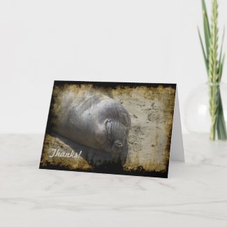 Elephant Seal Thank You Card card