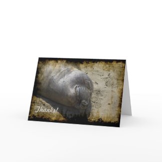 Elephant Seal Thank You Card card