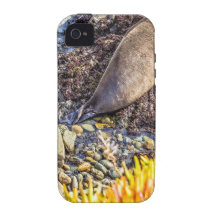 Elephant Seal Trumpeting Case-Mate iPhone 4 Cover