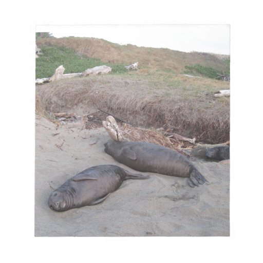 Elephant Seals at Piedras Blancos Beach Note Pad