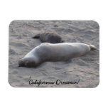 Elephant Seals at Piedras Blancos Beach Rectangle Magnets