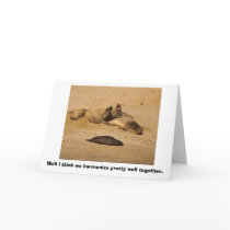 Elephant Seals Bellow in Harmony cards