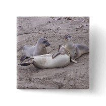 Elephant Seals buttons by laughingdragons Elephant Seals buttons