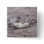 Elephant Seals buttons