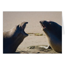 Elephant Seals Cards
