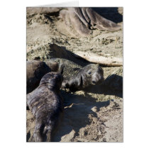 Elephant Seals Card