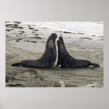 Elephant Seals Fighting Print