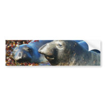 Elephant Seals Seaweed bumper stickers by lifesphere Elephant Seals Seaweed bumper stickers