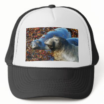 Elephant Seals Seaweed hats by lifesphere Elephant Seals Seaweed hats