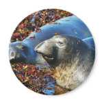 Elephant Seals Seaweed magnets